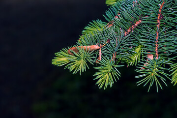 Blue spruce branches with needles on a dark background. Blue spruce with the Latin name Picea pungens.