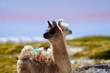 Obraz premium Alpagas en Bolivie, Laguna Colorada