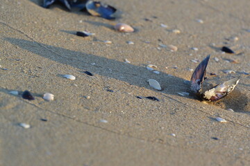 Shells on the beach