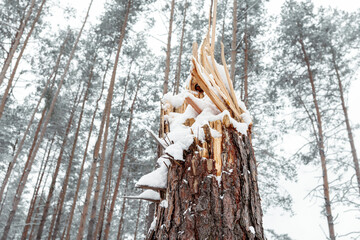 Traces of shots and projectiles on the bark of a tree. Nature mutilated by war. A bullet hole. War...