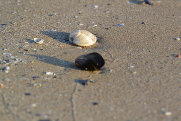 Shells on the beach