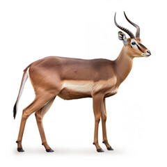 Impala African Safari Animal on White Background - obrazy, fototapety, plakaty