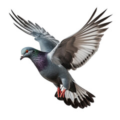 Pigeon in Mid. Flight - A Pigeon Flying Isolated Capturing the Bird's Grace and Urban Presence. Isolated on a Transparent Background. Cutout PNG. - obrazy, fototapety, plakaty