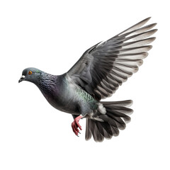 Pigeon in Mid. Flight - A Pigeon Flying Isolated Capturing the Bird's Grace and Urban Presence. Isolated on a Transparent Background. Cutout PNG.