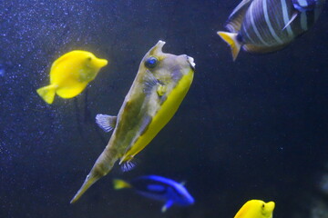 fish in aquarium