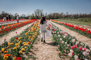 rear view of girl in white top walking in tulip field with bucket full of collected flowers