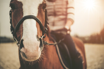 Close-up of the horse's head before training. Horse riding lessons. Hippotherapy. Equestrian theme.