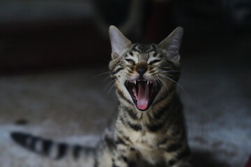 portrait of a cat