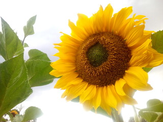 Obraz premium Flores de girasoles en sembrío de maíz con cielo despejando en pleno sol de medio día en la sierra peruana. Flores amarillas, suerte para nuevo año. Agricultura sostenible u orgánico.