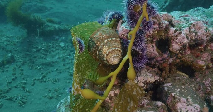 Purple sea urchins and wavy turban snail feed on displaced kelp stipe.
