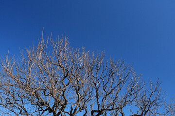冬の空