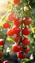 Obraz premium tomatoes with dew hanging on a branch