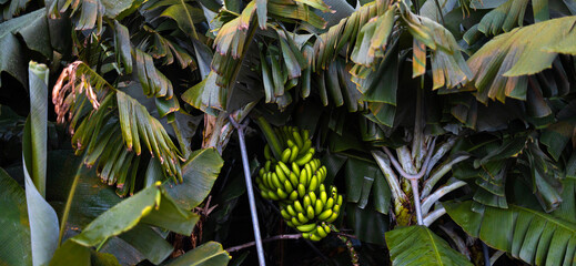 a banana plantation panorama