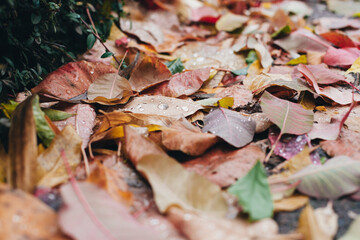 texture of dry leaves with raindrops