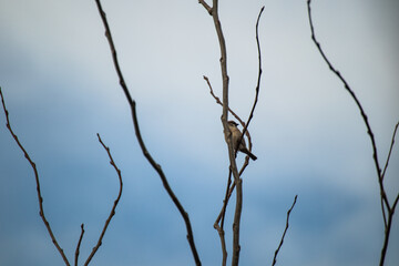 Single sparrow bird sitting on a branch with no leaves with blue cloudy sky