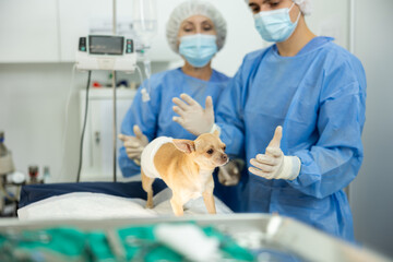 Experienced doctors complete manipulations and treatment of chihuahua dog patient. Round -clock...