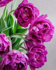 bouquet of gray red lilac tulips in glass vase on dark background. flower bouquet in vase on table. Gift interior decoration. florist, decorator. Flower shop.