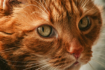 Orange cat with green eyes looking to the camera