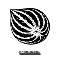Peperomia plant leaf, black silhouette. Beautiful leaf of hauseplant Peperomia marmorata isolated on white background. Floral design in minimal style for decoration. Hand drawn vector illustration