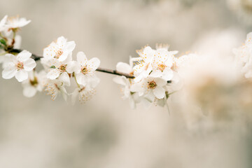 white cherry blossom
