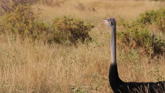 Long neck of ostrich - Kenya, Africa