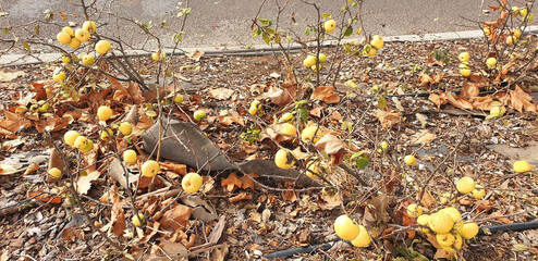 A bushes of decorative Japanese quince grows along the road. Panorama.