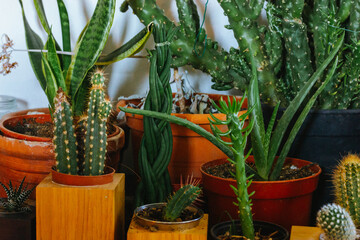 Stylish composition of cozy home garden interior full of green potted plants. A lot of wooden red brown pots on a shelf. Different types of plants, green cactuses and succulents indoors, in hothouse.