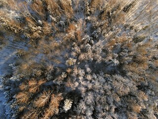Forest growth trees,nature forest backgrounds aerial view drone shot.. Drone photography