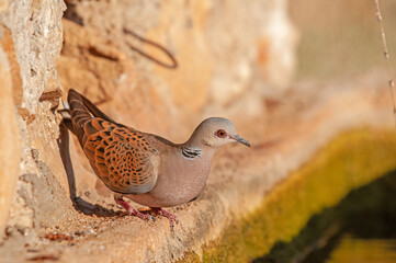 European Turtle Dove (Streptopelia turtur) drinking water.