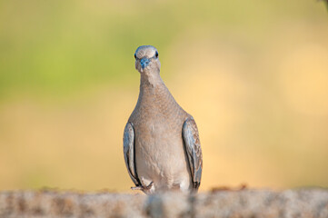 Close-up European Turtle Dove (Streptopelia turtur). Gradient background.
