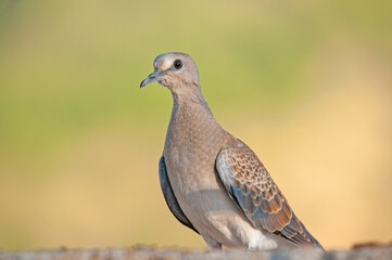 Close-up European Turtle Dove (Streptopelia turtur). Gradient background.