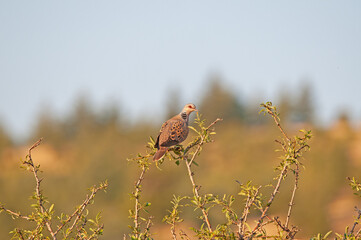 European Turtle Dove (Streptopelia turtur) on tree branch. Blurred background.