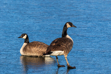 Canada goose standing on frozen lake in winter. Concept of wildlife conservation and habitat preservation