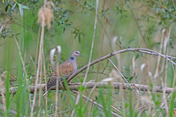 European Turtle Dove (Streptopelia turtur) on tree branch. Blurred background.