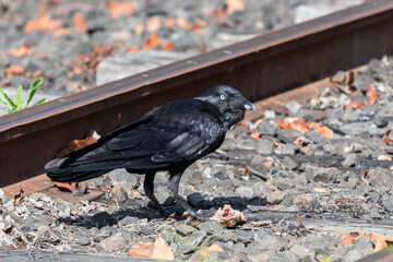 crow on the ground