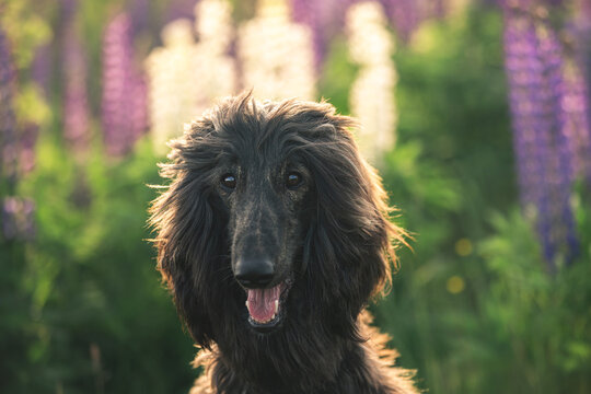 Close-up Portrait of young and beautiful afghan hound dog in the field