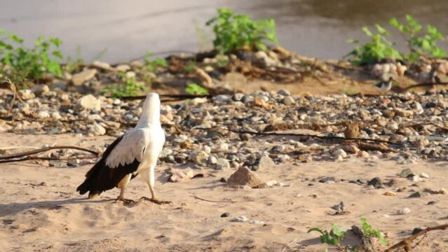 Beautiful bird standing in sand near stream