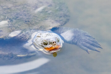 Turtle in a lake close up