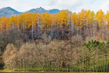 カラマツの防風林