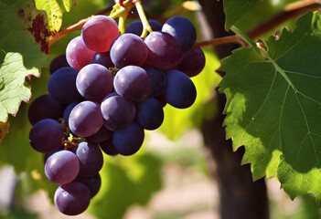 grapes on vine