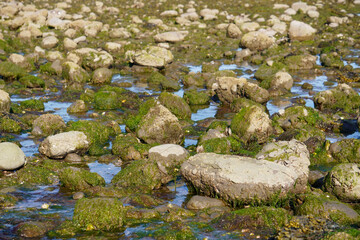 moss on stone