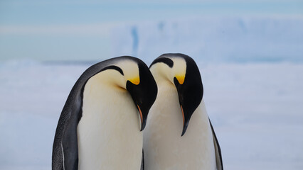 Emperor Penguins