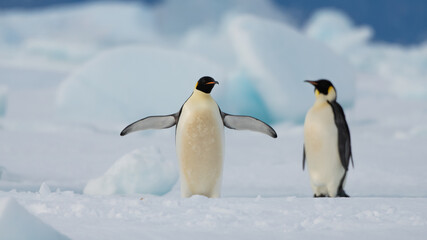 Emperor Penguins