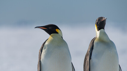 Emperor Penguins