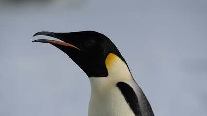 Emperor Penguins