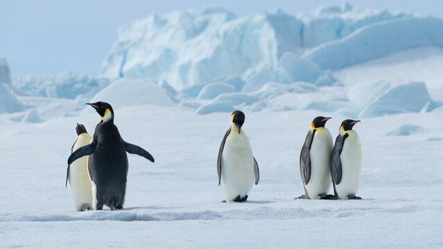 Emperor Penguins