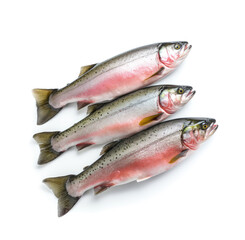 Raw trout isolated. Fresh cutthroat, steelhead fish, whole rainbow trout, trutta, fario