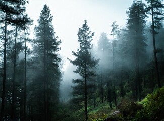 Fototapeta na wymiar Foggy forest, landscape photography