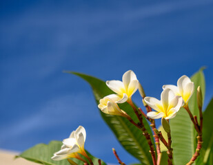 Fototapeta na wymiar white tropical flowers against a blue sky 1