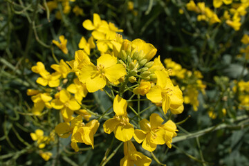 Close-up macro detail of a blooming rapeseed flower